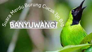 DURASI PANJANG !!!  masteran Burung Cucak Ijo Big Banyuwangi Full Isian