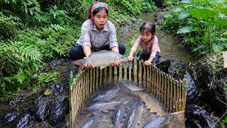 Giant Fish Trapped in a Small Pool! Using Traditional Skills to Catch Them All!
