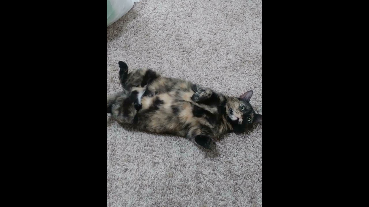 FL Studio Practice 11