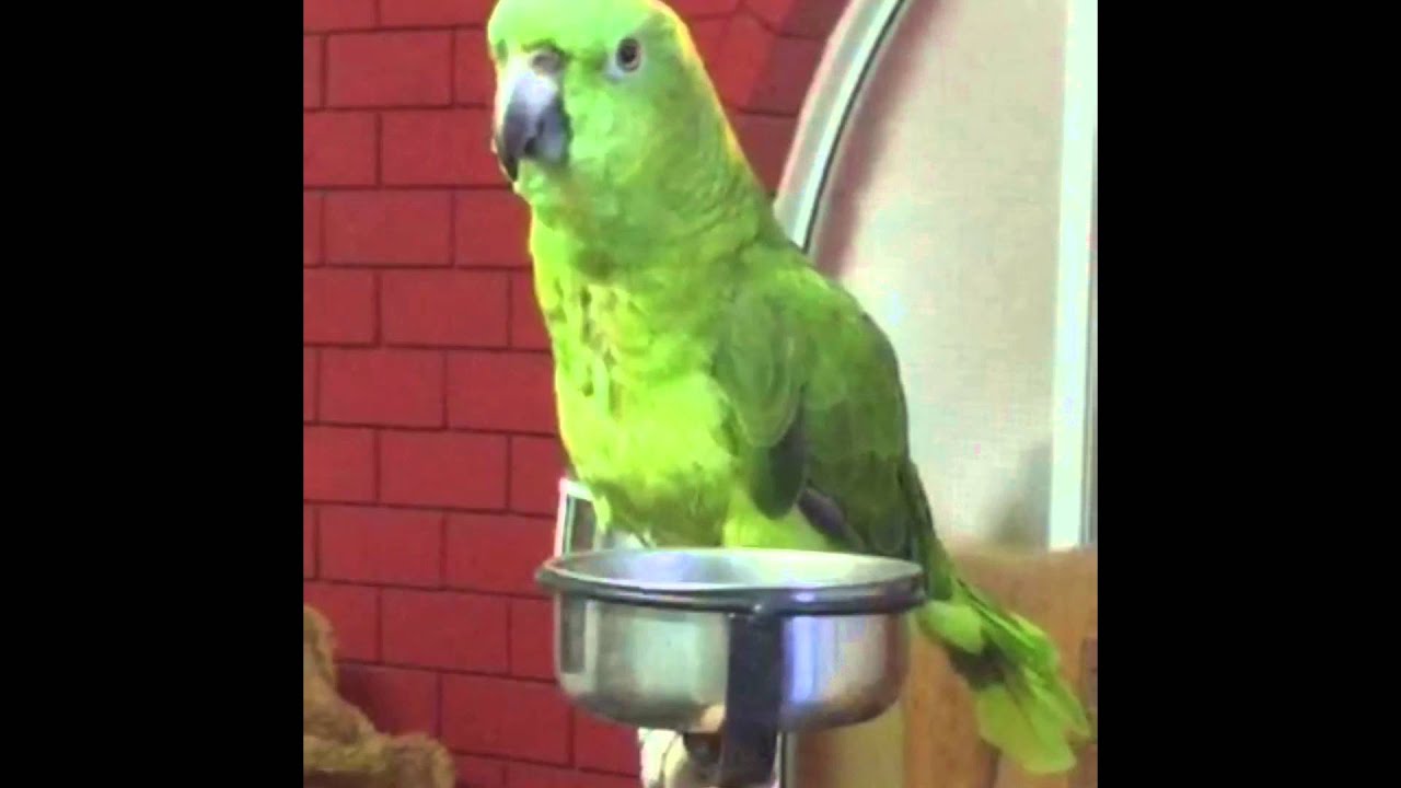 امازون لبرفسور البحرين ابو صادق ٠٠٩٧٣٣٣٣٠٠٦٠٩