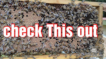 New beekeeping using 5 frame as honey production hives