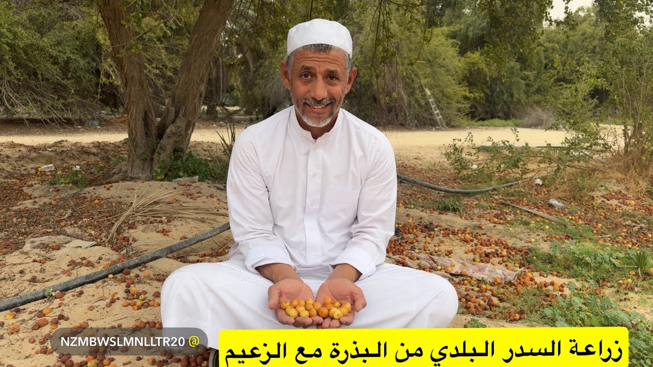 زراعة السدر البلدي