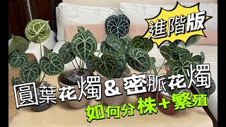 圓葉花燭密脈花燭如何分株+繁殖進階版part2| Anthurium clarinervium ||