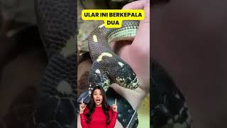 LANGKA ! INILAH ULAR KEPALA DUA SATU-SATUNYA DI DUNIA !!!