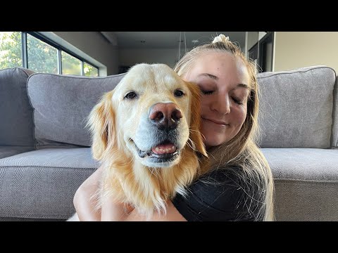 Videó: A Golden Retriever birtoklásával kapcsolatos tudnivalók