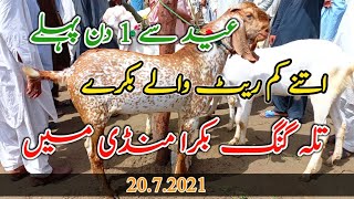 20|7|2021 Eid Se 2 Day Pahle Talagang bakra Mandi ||dumba mandi || Maweshi mandi ||