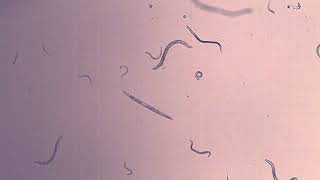 wild type C. elegans movement
