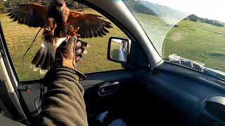 Harris Hawk Hunting Crows!! #14