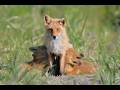 子ギツネおっぱい飲んですくすく育ってます🦊