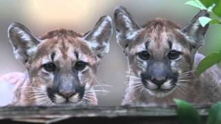 Protect Our Panthers
