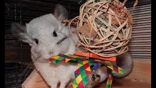The top 18 baby chinchillas play with toys