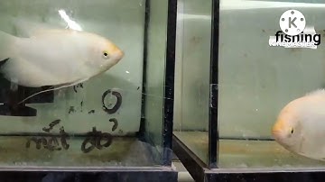 cá phát tài size vừa giá rẻ ,loại cá mang lại sự may mắn ,thịnh vượng  cao cho người nuôi