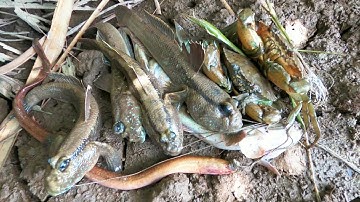 Cách Câu cá thòi lòi biển rất đơn giản và dễ dính