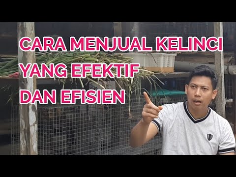 Video: Bagaimana Cara Menjual Kelinci?