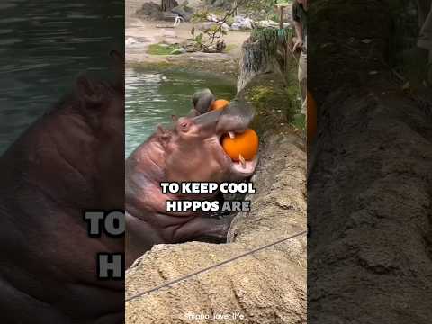 The Truth About Hippos | The big Hippos #animals #wildlifewonders #nationalanimals
