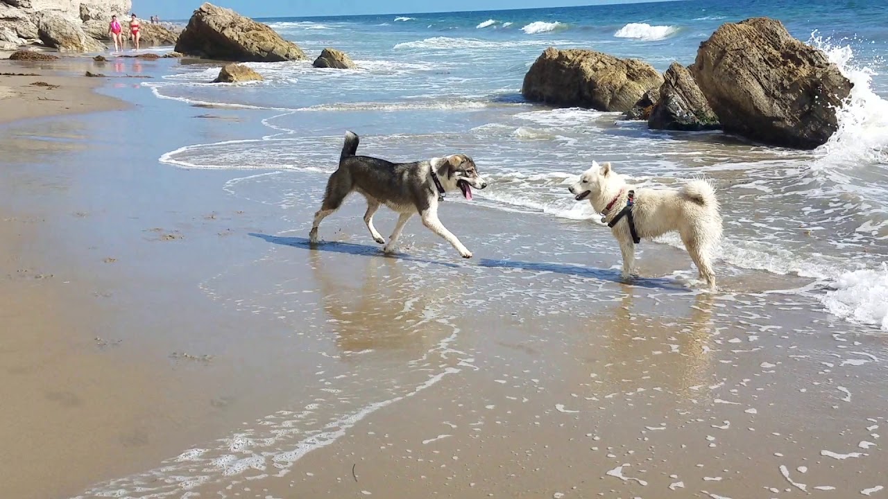 [168] 순이와 래일라의 반려견 비치 거닐기 Soony and Layla playing at the arroyo burro