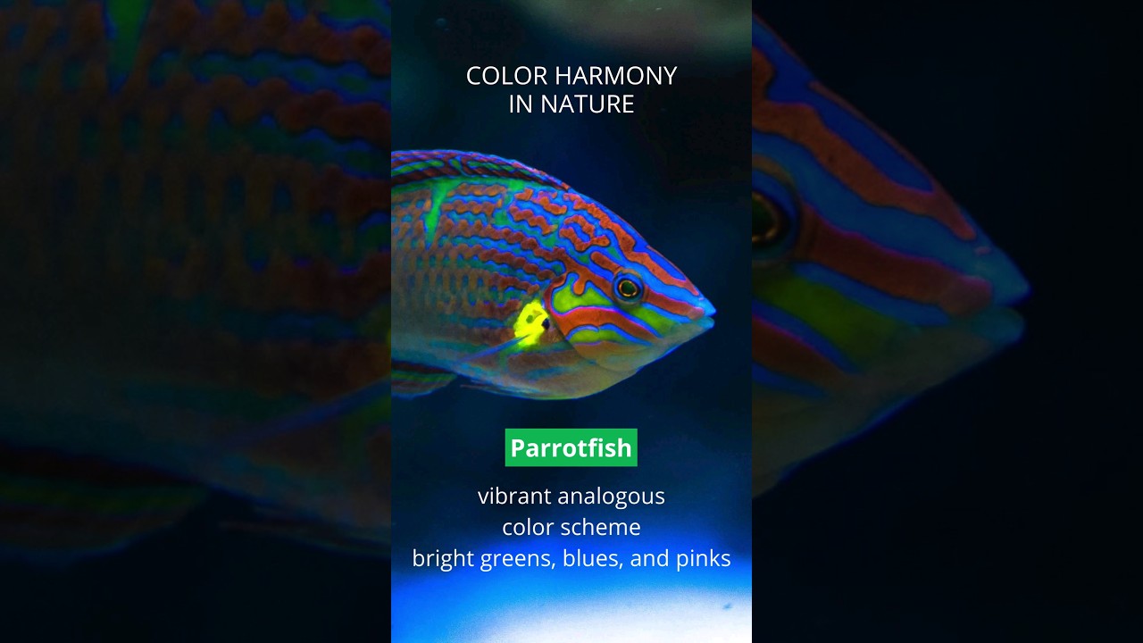 Parrot Fish Color Harmony: Analogous Beauty 🐠🎨 | 