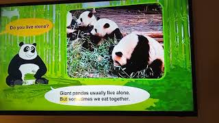 meet the animals giant panda