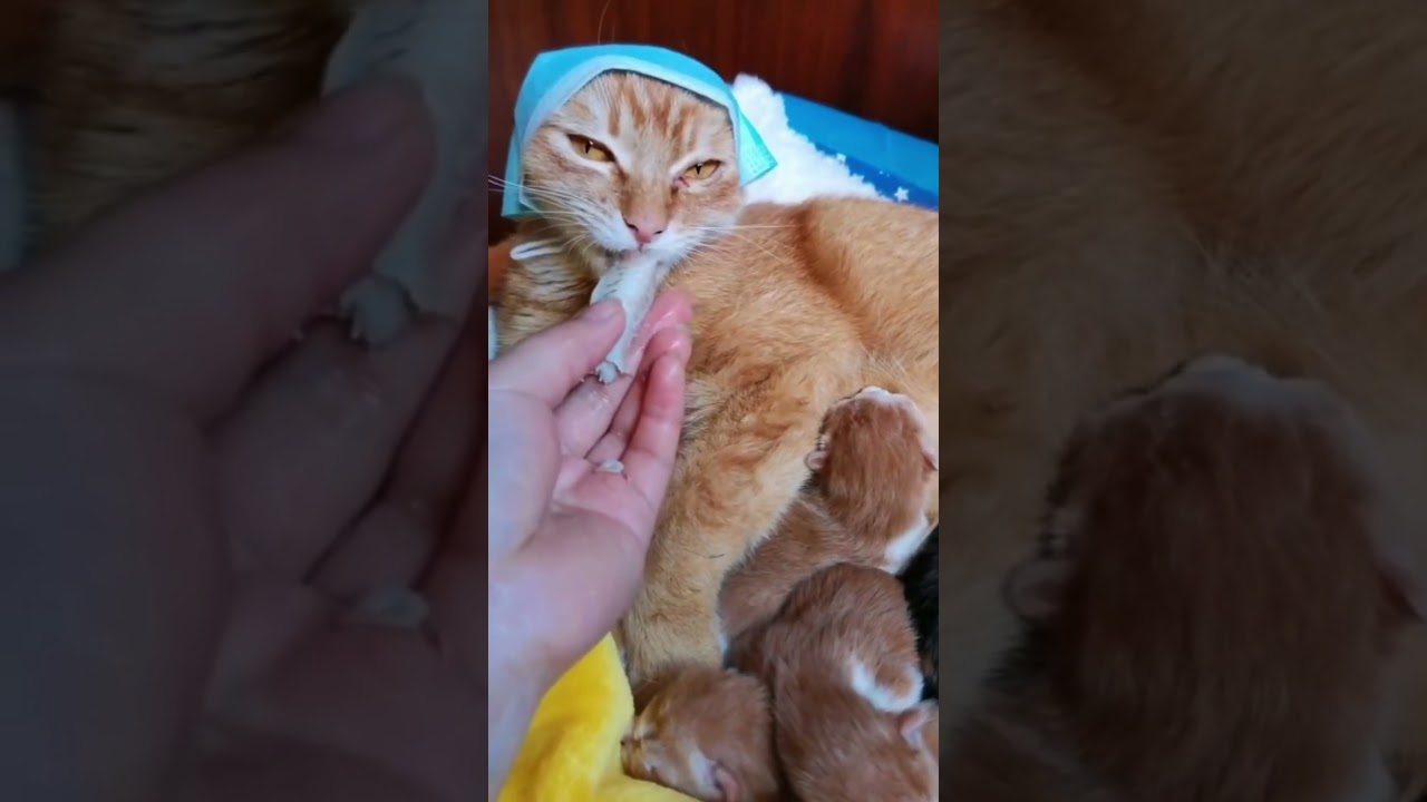 Woman gives carefully postnatal care to mother cat in Chinese traditional way