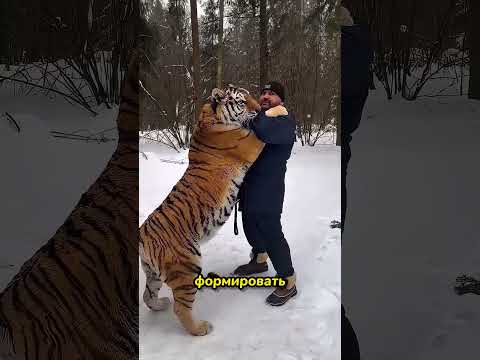 Почему леопарды опаснее львов и тигров? 🐆⚠️ #животные #хищники #факты
