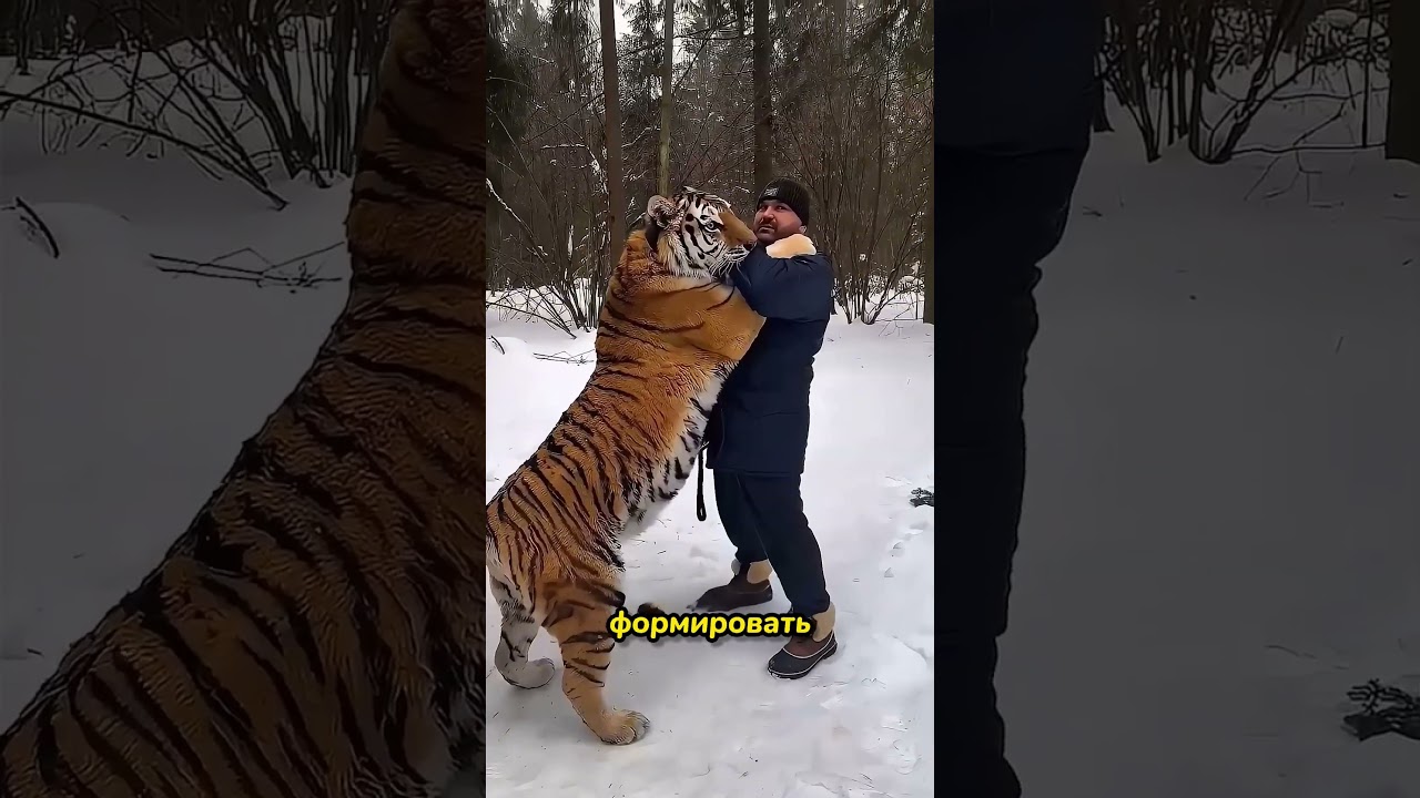 Почему леопарды опаснее львов и тигров? 🐆⚠️ #животные #хищники #факты