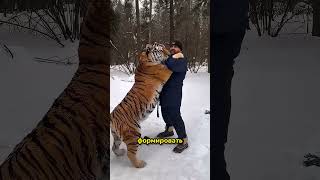 Почему леопарды опаснее львов и тигров? 🐆⚠️ #животные #хищники #факты