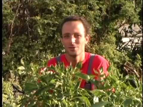 וִידֵאוֹ: גידול שתילים של פלפלים, עגבניות וחצילים