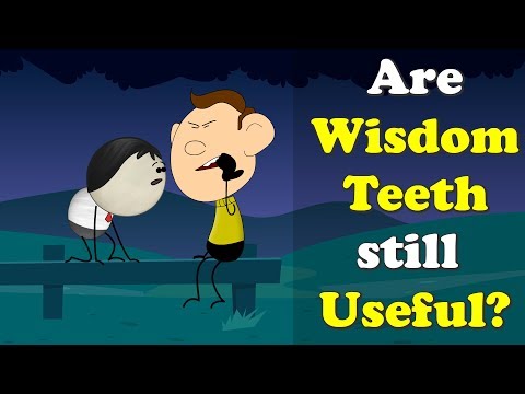 Are Wisdom Teeth still Useful? + more videos | #aumsum #kids #science #education #children