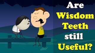 Are Wisdom Teeth still Useful? + more videos | #aumsum #kids #science #education #children