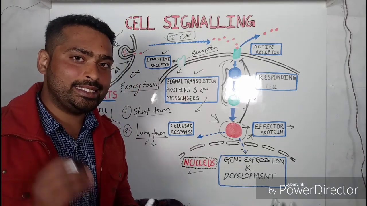 Cell Signaling Signal Transduction pathways YouTube
