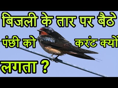Why Birds not get Shocked on Electric Power Lines In Hindi