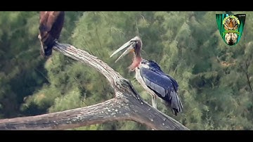 The Greater Adjutant Stork.