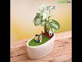 Miniature garden  diy feel relaxed miniature garden  nurserylive