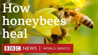 How honeybees self-medicate when they get sick - BBC World Service