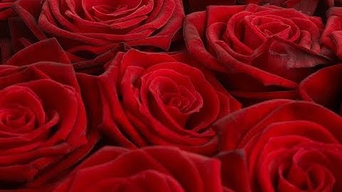 Lana Del Rey - Video Games {Only The Intro} {Slowed} {One Hour}