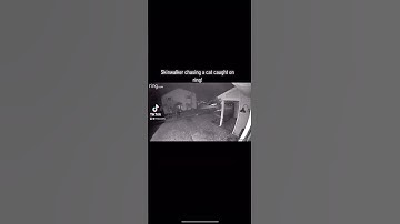 Thumbnail of Skinwalker chases cat! #shorts