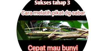 Cara melatih perkutut jadi pikat,Alhamdullilah tahap 3 sudah mau bunyi.@edylaros