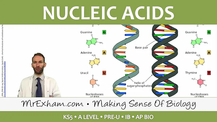 Chemicals of Life - Nucleic Acids - Post 16 Biology (A Level, Pre-U, IB, AP Bio) - DayDayNews