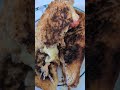Cheese Toastie