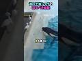 海の王者シャチの恐るべき知能#シャチ