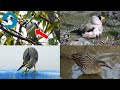 【野鳥観察】林道最強伝説を信じて夏鳥さえずる山へ!初見鳥〇種追加の森林&水辺の探鳥記録! Vlog87