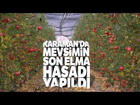 Karaman’da Mevsimin Son Elma Hasadı Yapıldı