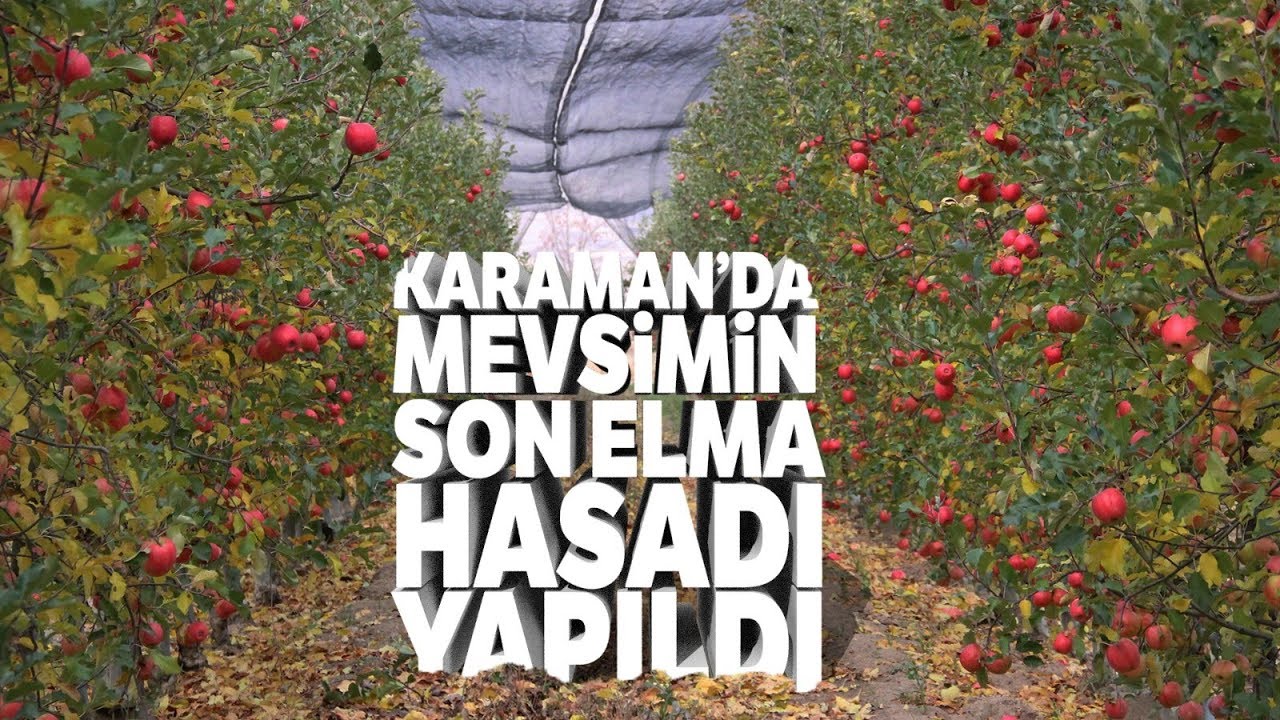 Karaman’da Mevsimin Son Elma Hasadı Yapıldı
