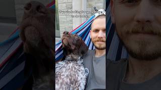 Seize the day with your pup #germanshorthairedpointer #gsp #cutedog #seizetheday #dogvideo #dog