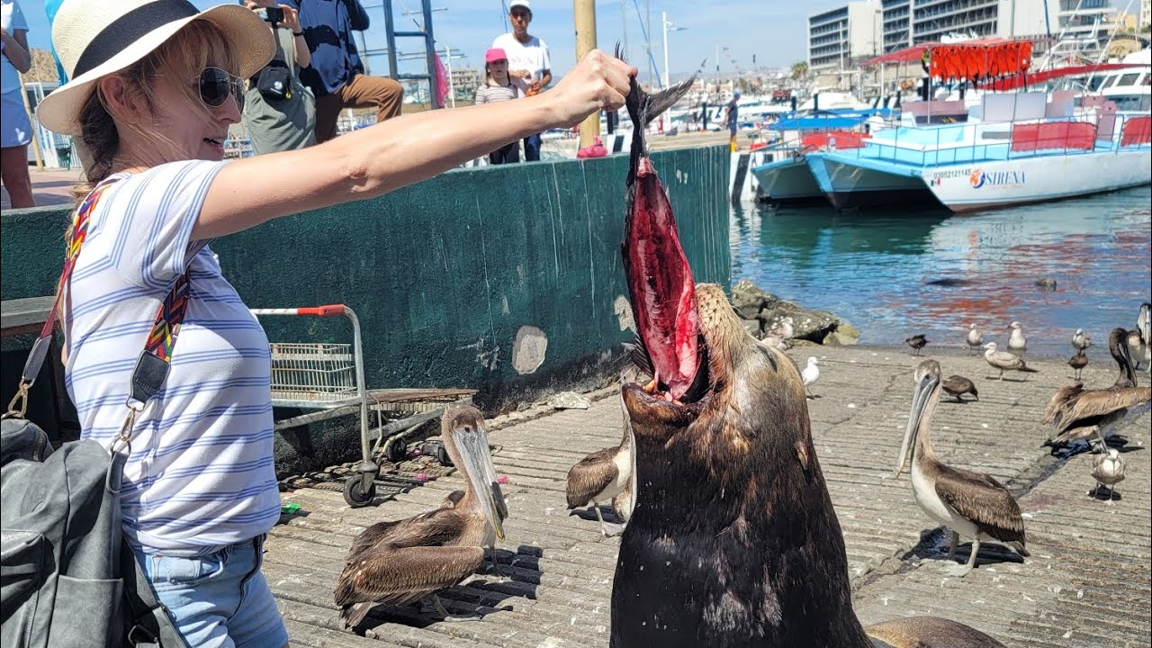 Cabo Marina, el arco de Cabo, Sea Lions🚤 🦭 February 2024