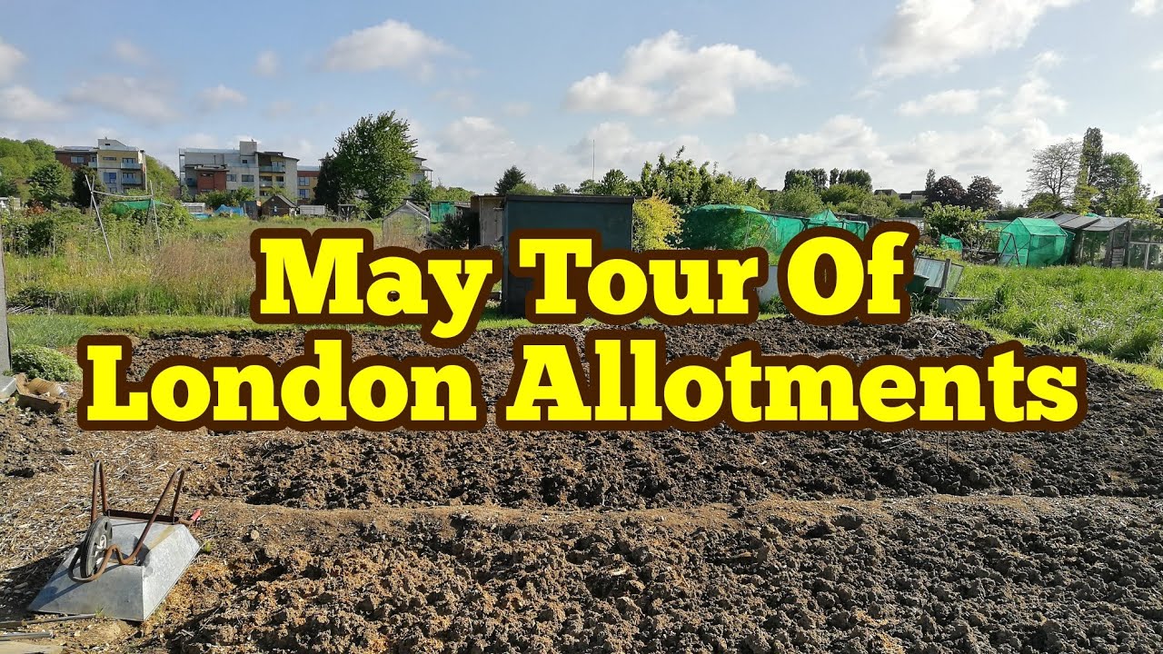 May Tour Of London Allotment / What A Rich Soil!