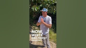 Know Your Oak Trees @DearHunterProject  #whitetail