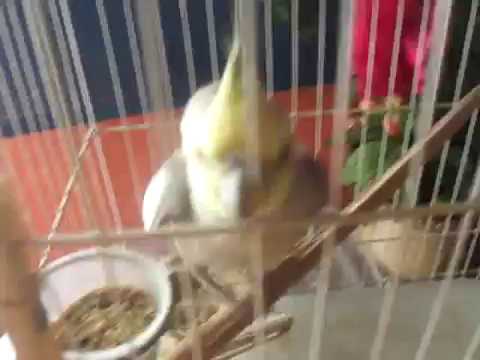 VLOG : DANDO BANHO NO PITICO