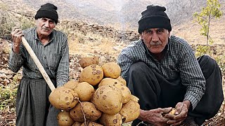 Potato Harvest in the Mountains of Horaman  | Traditional Farming in Kurdistan