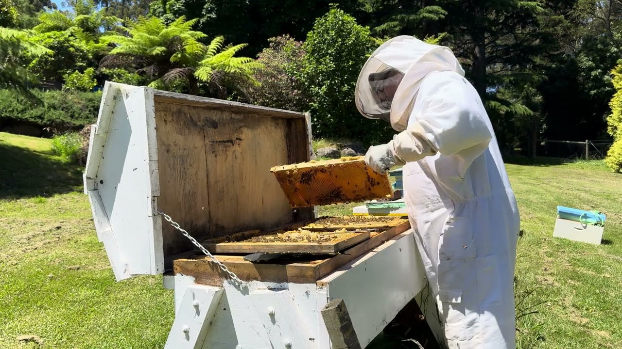 I Opened My Long Langstroth Hive in Summer… This Is What the Bees Told Me | Beekeeping Inspection